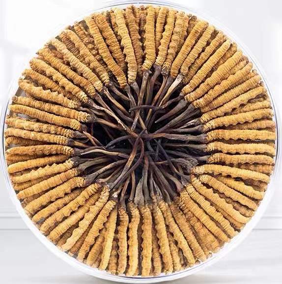 东安冬虫夏草回收